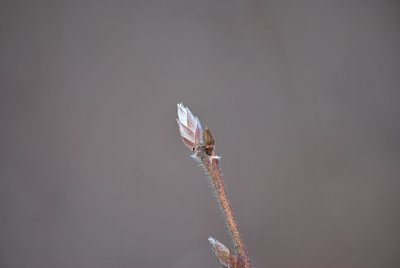 Stewartia monodelpha - stewartie jednobratrá - zimní pupen